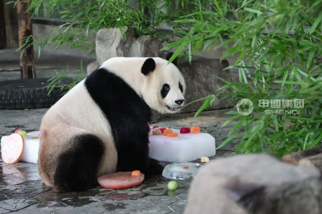上海野生动物园上海野生动物园 (4).jpg